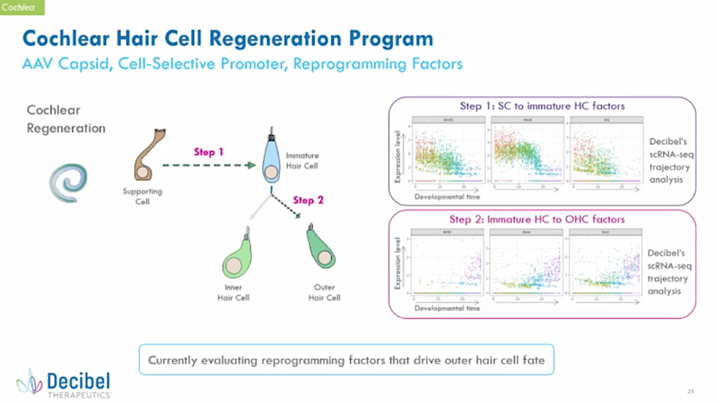 DB301 Update on Decibel Therapeutics’ cochlear hair cell regeneration